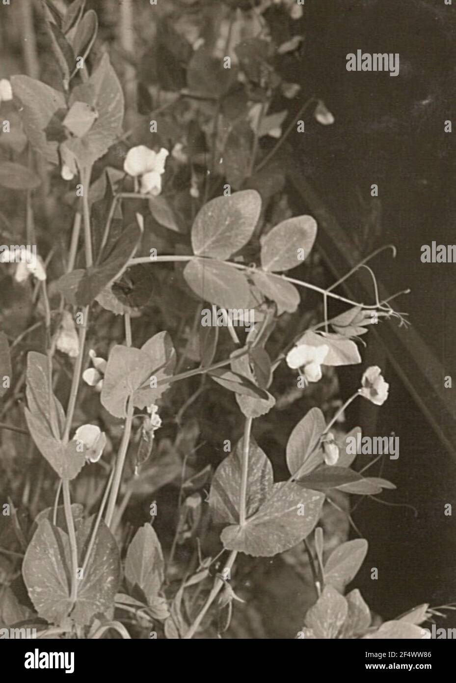 Pea (pisum sativum), also garden pea or dining area flowering, without ...