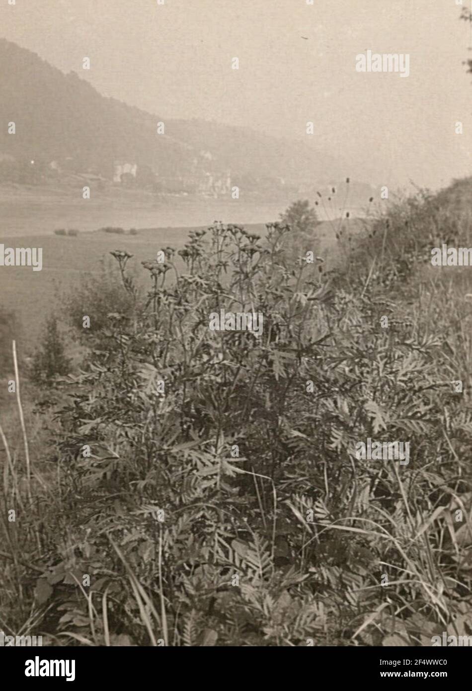 Rainfarn (Tanacetum vulgare, Syn.: Chrysanthemum vulgare (L.) Bernh.) Stock Photo