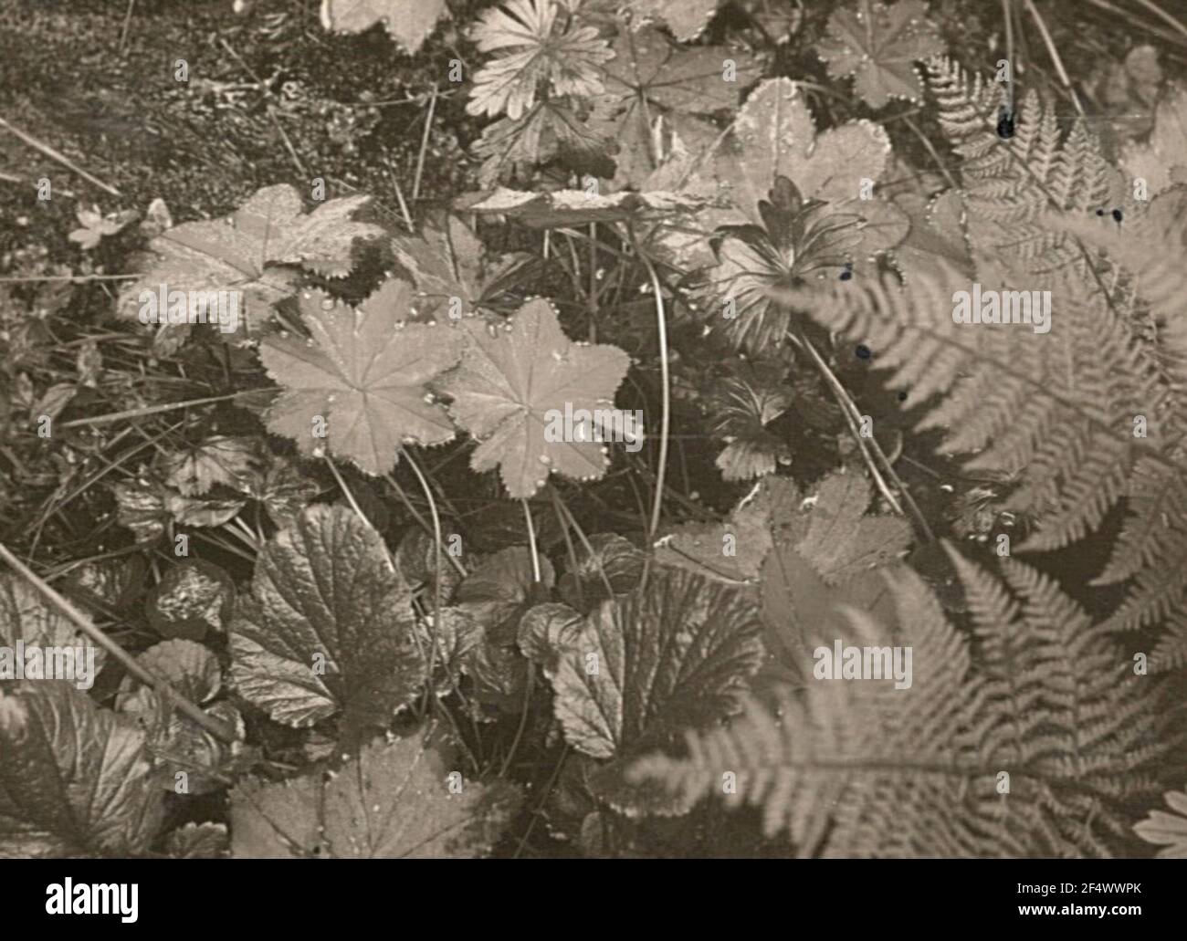 Buser High Resolution Stock Photography And Images Alamy
