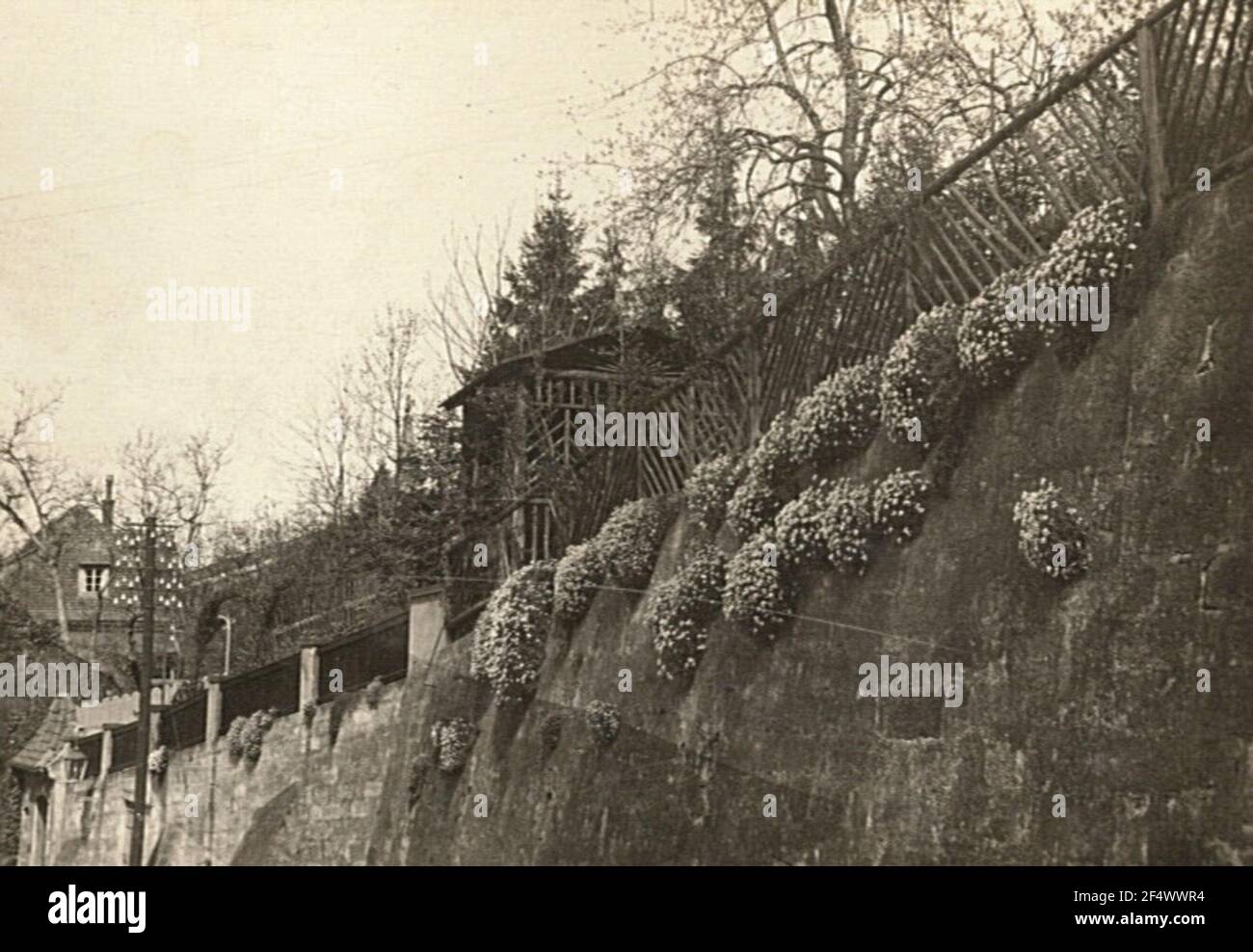 Wall flora of the gardens. Alpine Geese Cress (Arabis Alpina) Stock Photo