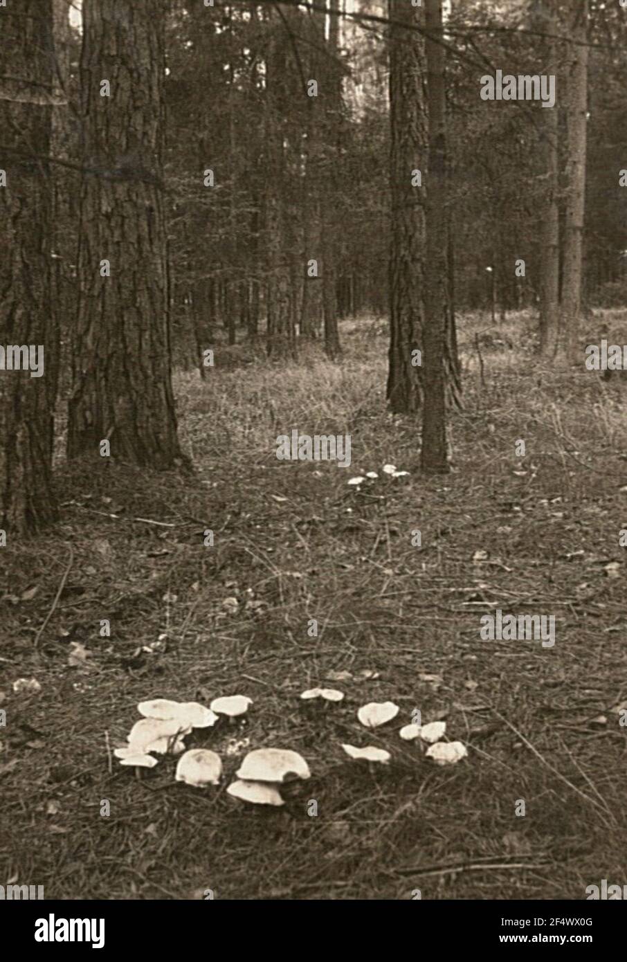 Mushroom ring of straw-blass knights (Tricholoma album) Stock Photo