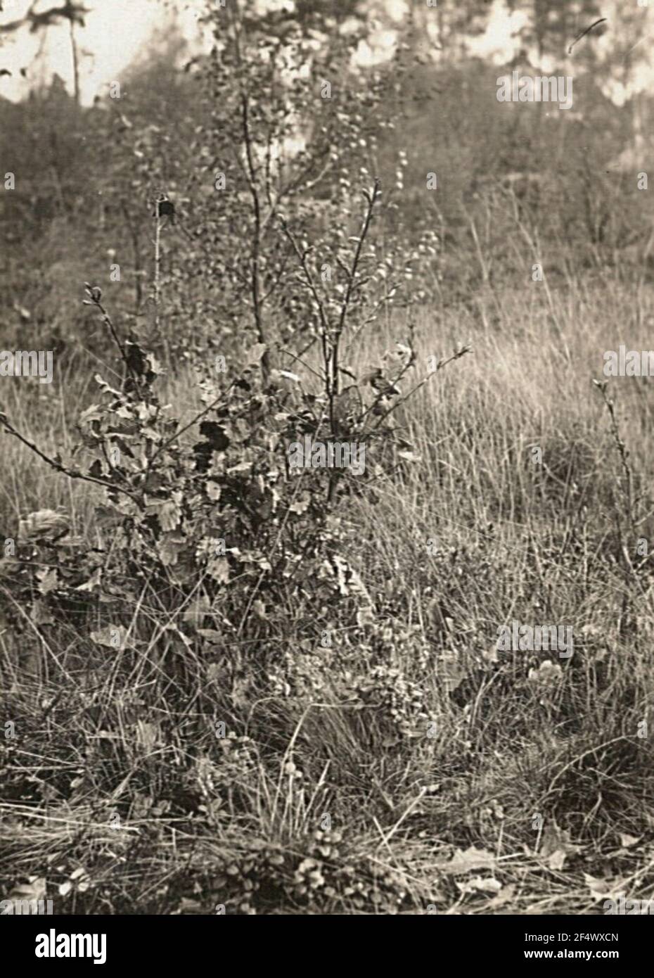 Traubeneiche (Quercus petraea, Syn.: Q. sessilis, Q. sessiliflora) Stock Photo