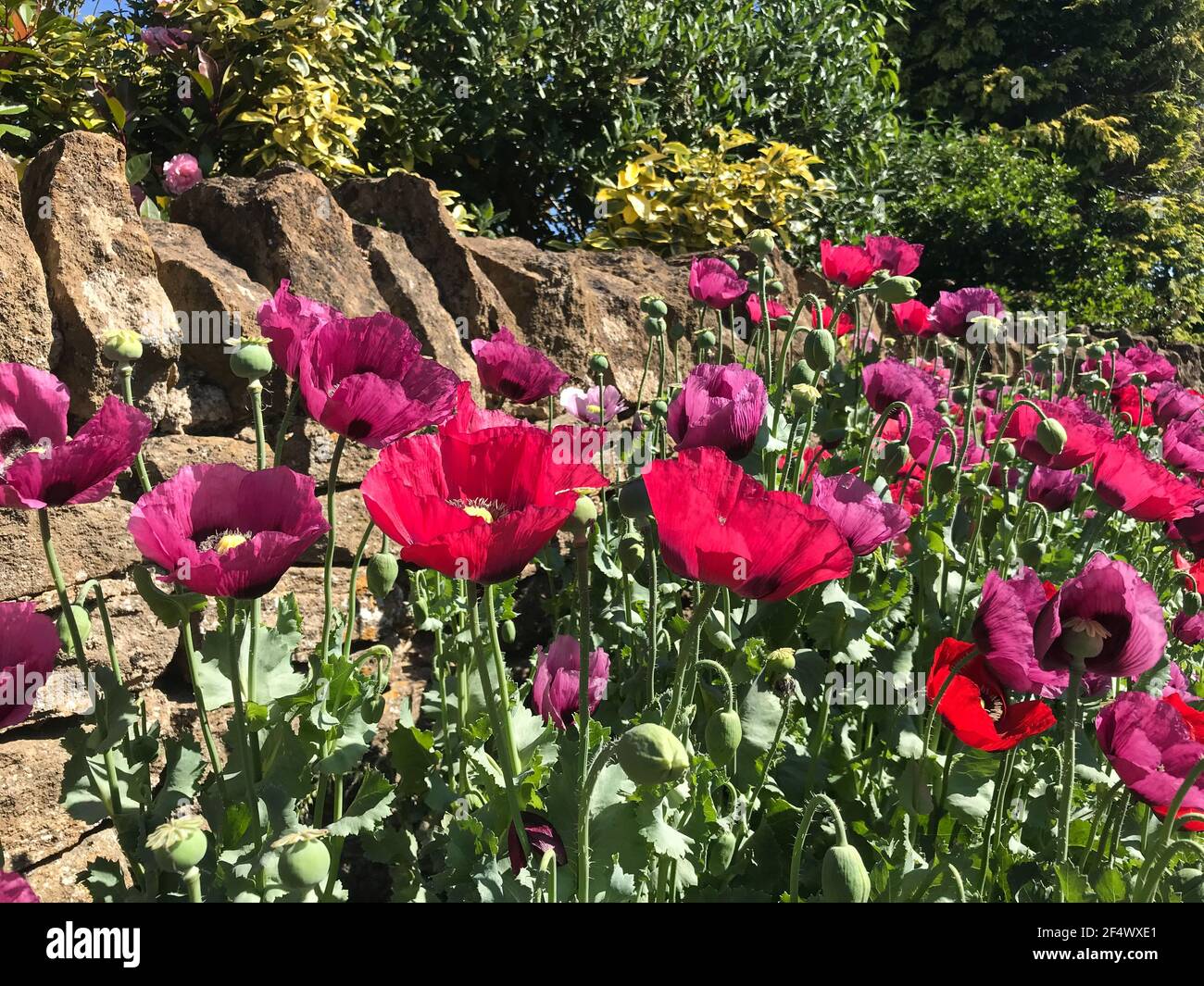 Giant red and Purple poppies Stock Photo