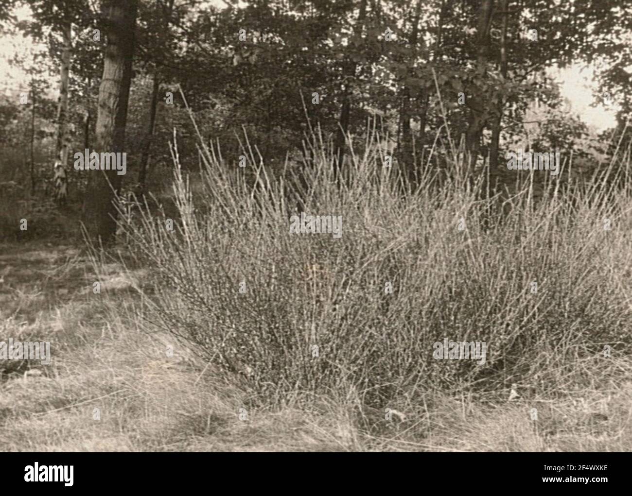 Besenginster (Cotoneaster scopanus, Syn .: Spartium flurry L., Genista scoparia (L.) Lam .; Sarothamnus scopanus (L.) Wimm. From W.D.J.Koch) Stock Photo