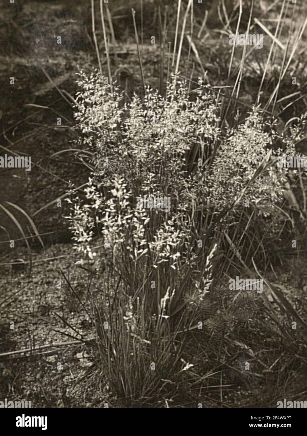 Silbergras — (Corynephorus canescens) Stock Photo