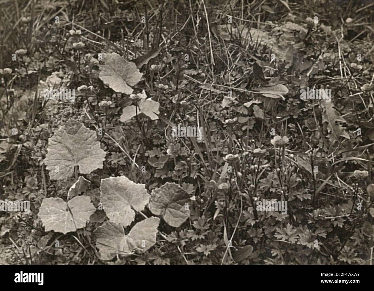 Wet ruderal meadow on tone. Crawling Hahnenfuß (Ranunculus repens) and Huflattich (Tussilago Farfara) Stock Photo