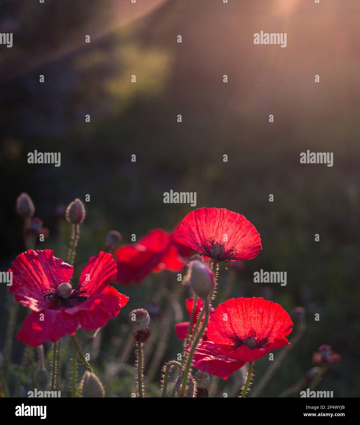 wild poppy flowers on a dark background in the light of the setting sun. a symbol of memory of the soldiers who died in the war. copy space. Victory D Stock Photo