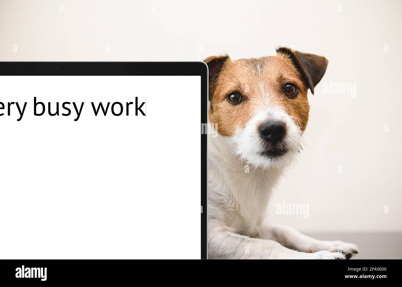 Your pet needs attention concept with sad dog peeking out behind computer display. Inscription 'Very busy work' as title of document Stock Photo