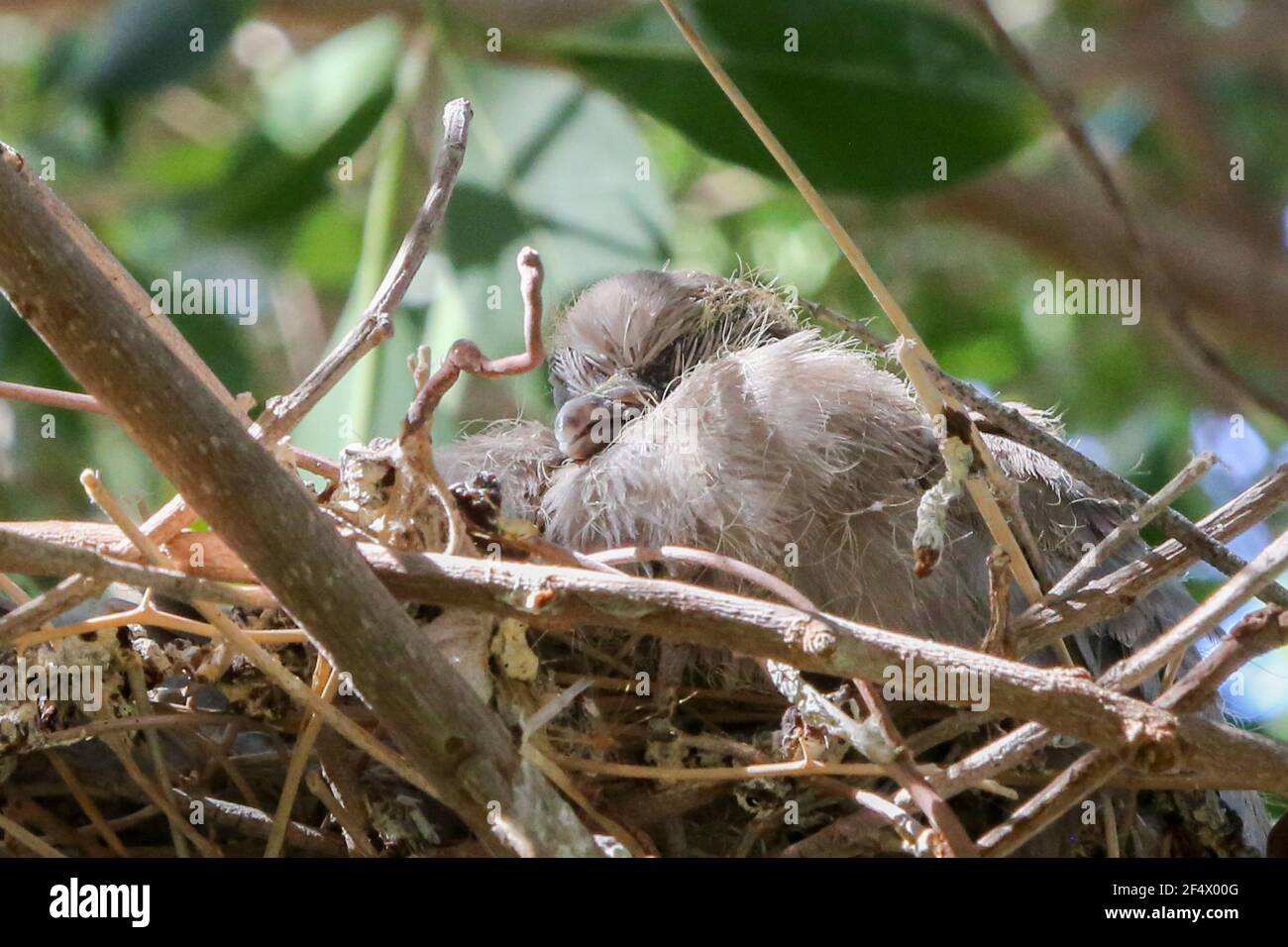 Collared doves nest hires stock photography and images Alamy