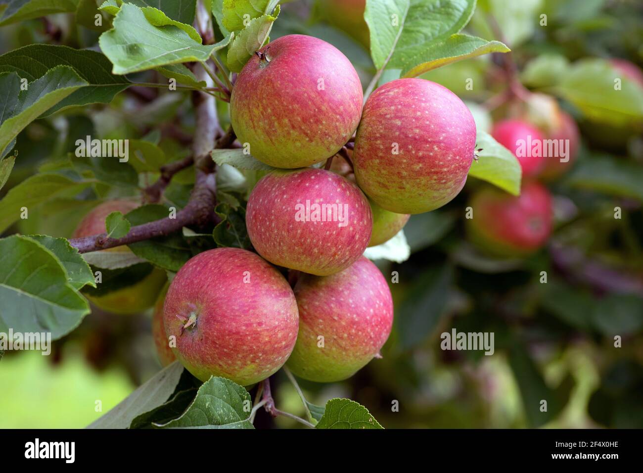 Apples on apple tree Stock Photo