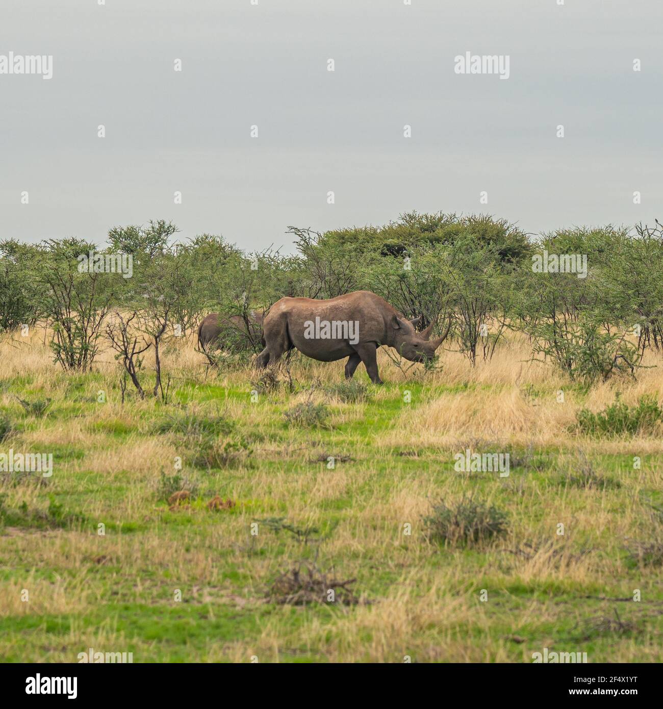 A black female rhino with here baby walking through bushes in Etosha National Park, Namibia Stock Photo