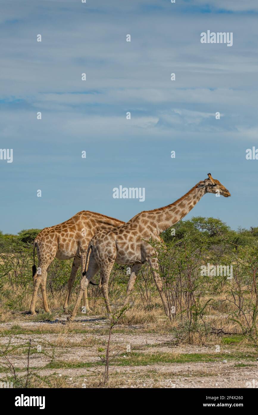 Giraffes, Giraffa camelopardalia, passing through grassland at the Etosha National Park, Namibia, vertical Stock Photo