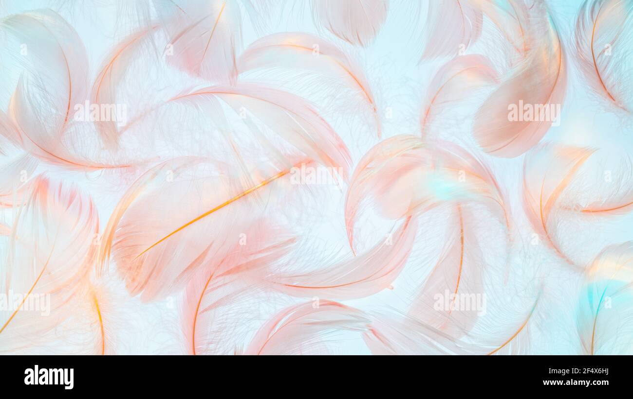 Pink feathers texture in rainbow light on blue background Stock Photo