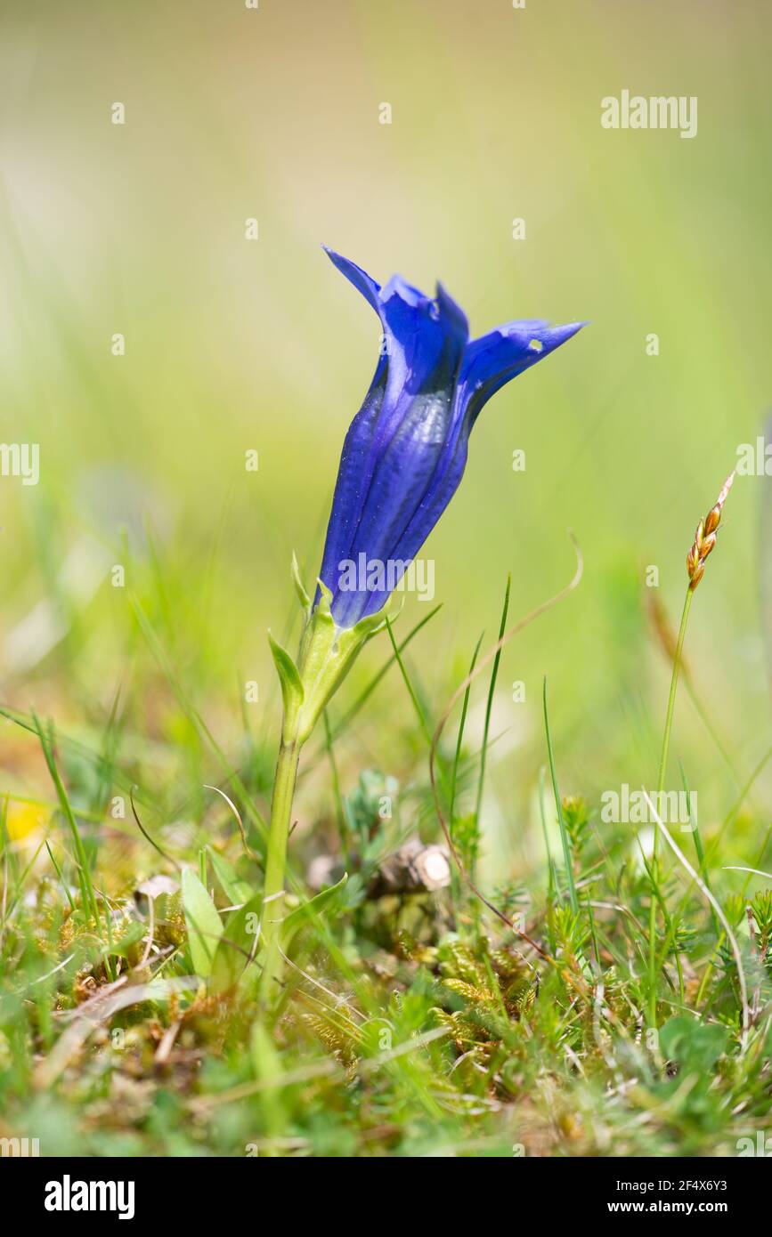 Gentiana clusii or flower of the sweet-lady wild herbal medicine plant in the Pyrenees mountains Stock Photo