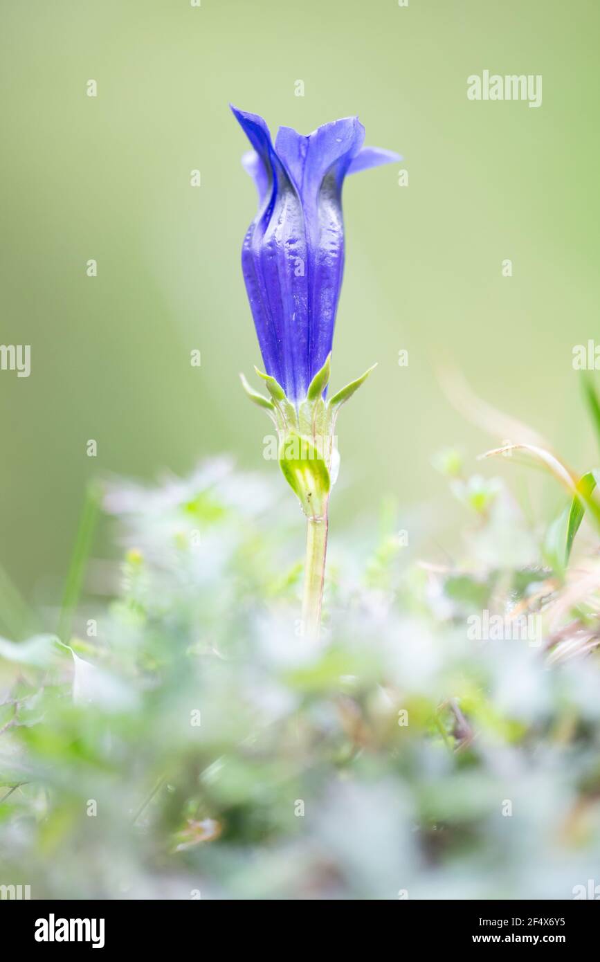 Gentiana clusi a blue trumpet-shaped flowering medicinal plant French Pyrenees Basque country Stock Photo