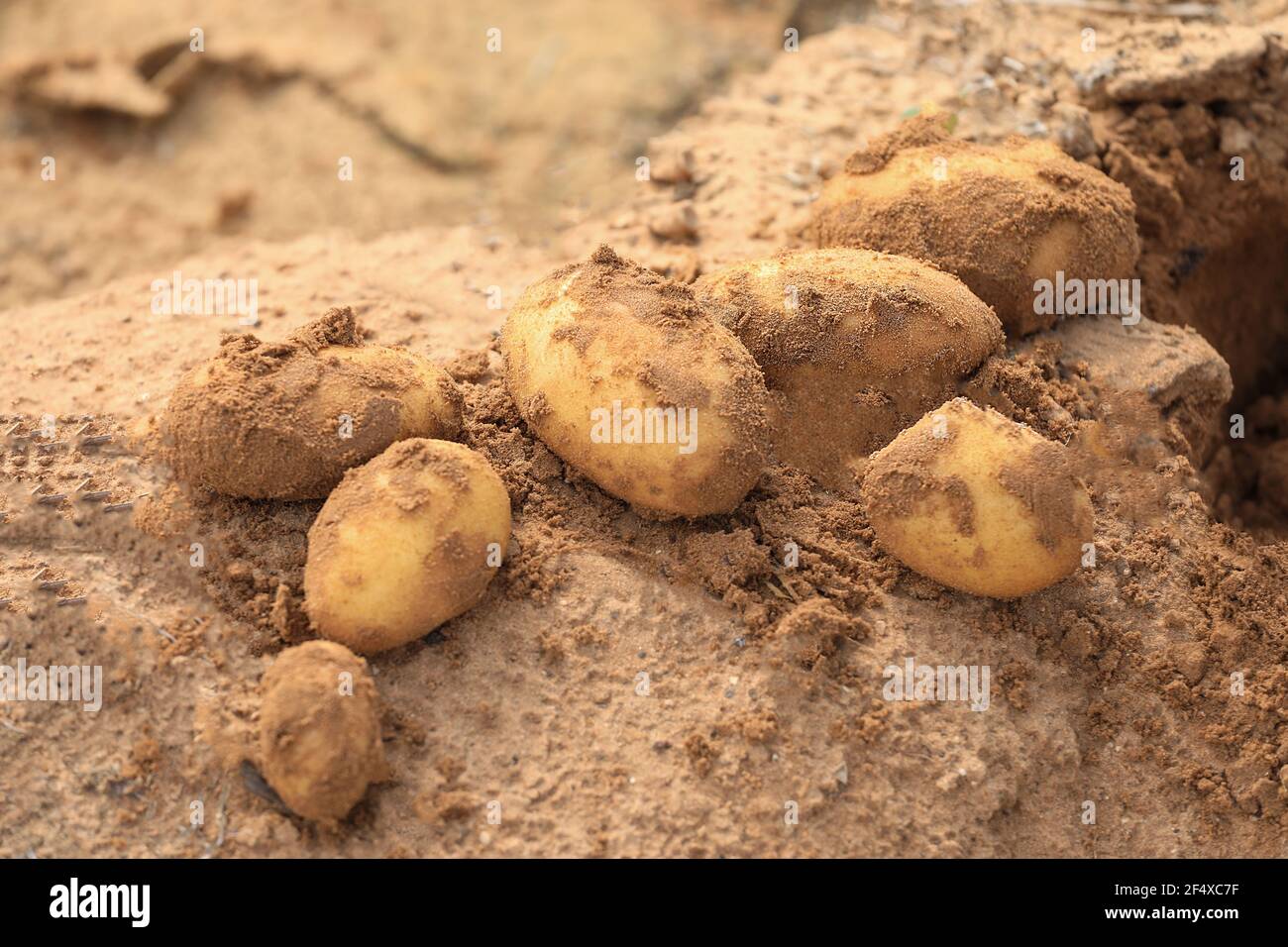 Freshly Harvested potatoes on soil. Fresh ripe dug potato in a field on a farm. Stock Photo