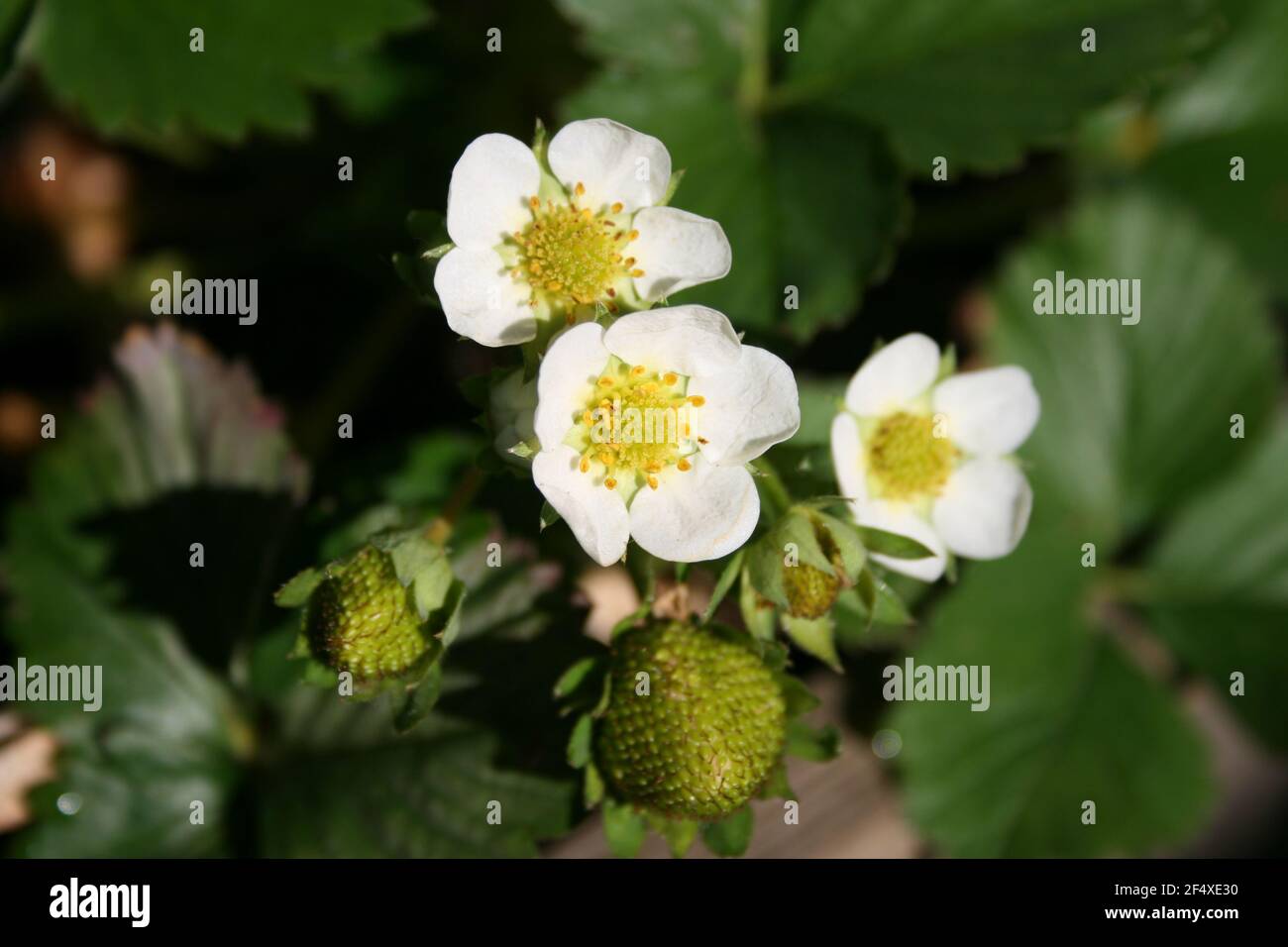 Strawberry plant in bloom Stock Photo Alamy