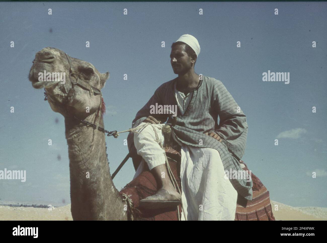 Walid Camel Rider Travel photos Egypt. Camel rider Stock Photo - Alamy