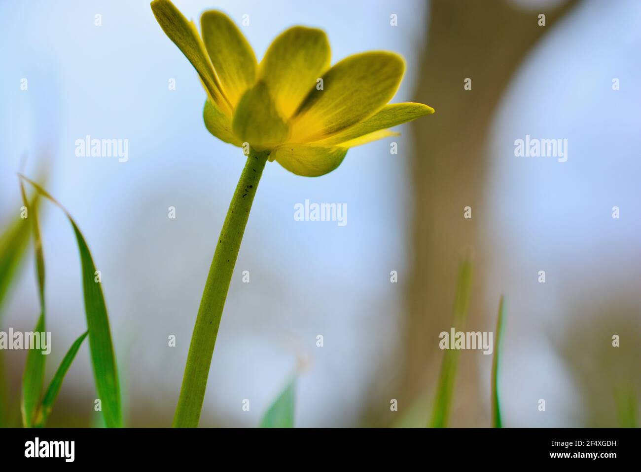 Common british wild flowers of the hedgerows spring flowers hires