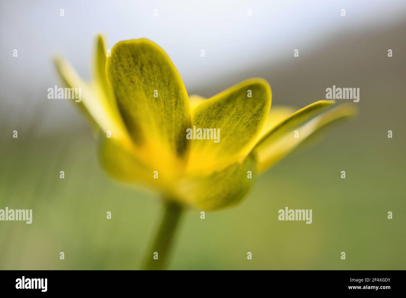 Common british wild flowers of the hedgerows spring flowers hires