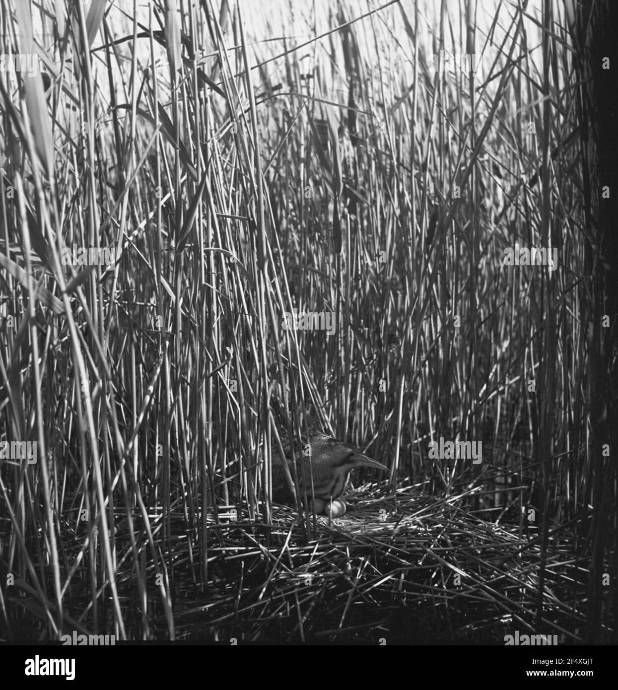 Bittern Black and White Stock Photos & Images - Alamy