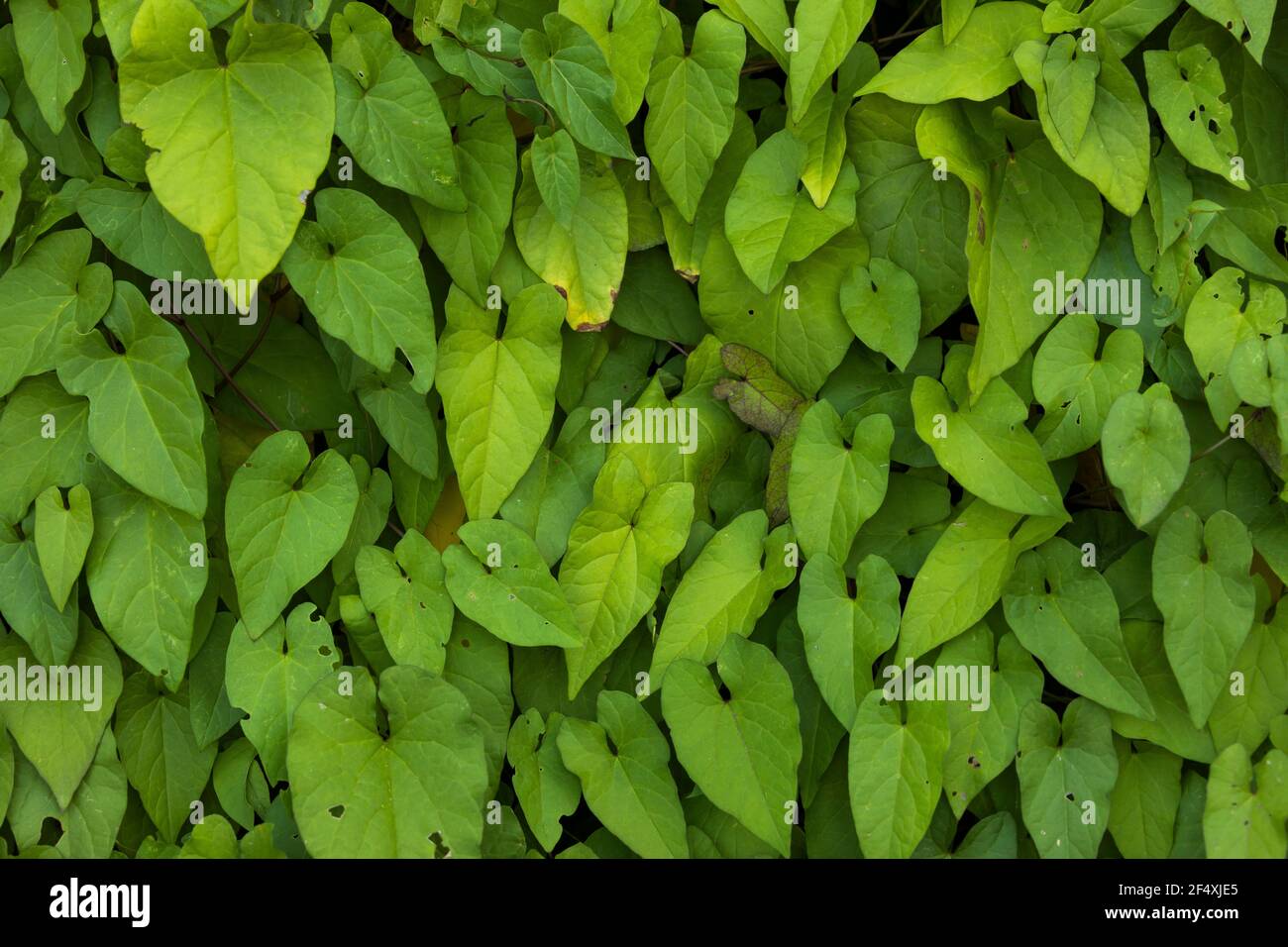 Giant Bindweed High Resolution Stock Photography and Images - Alamy