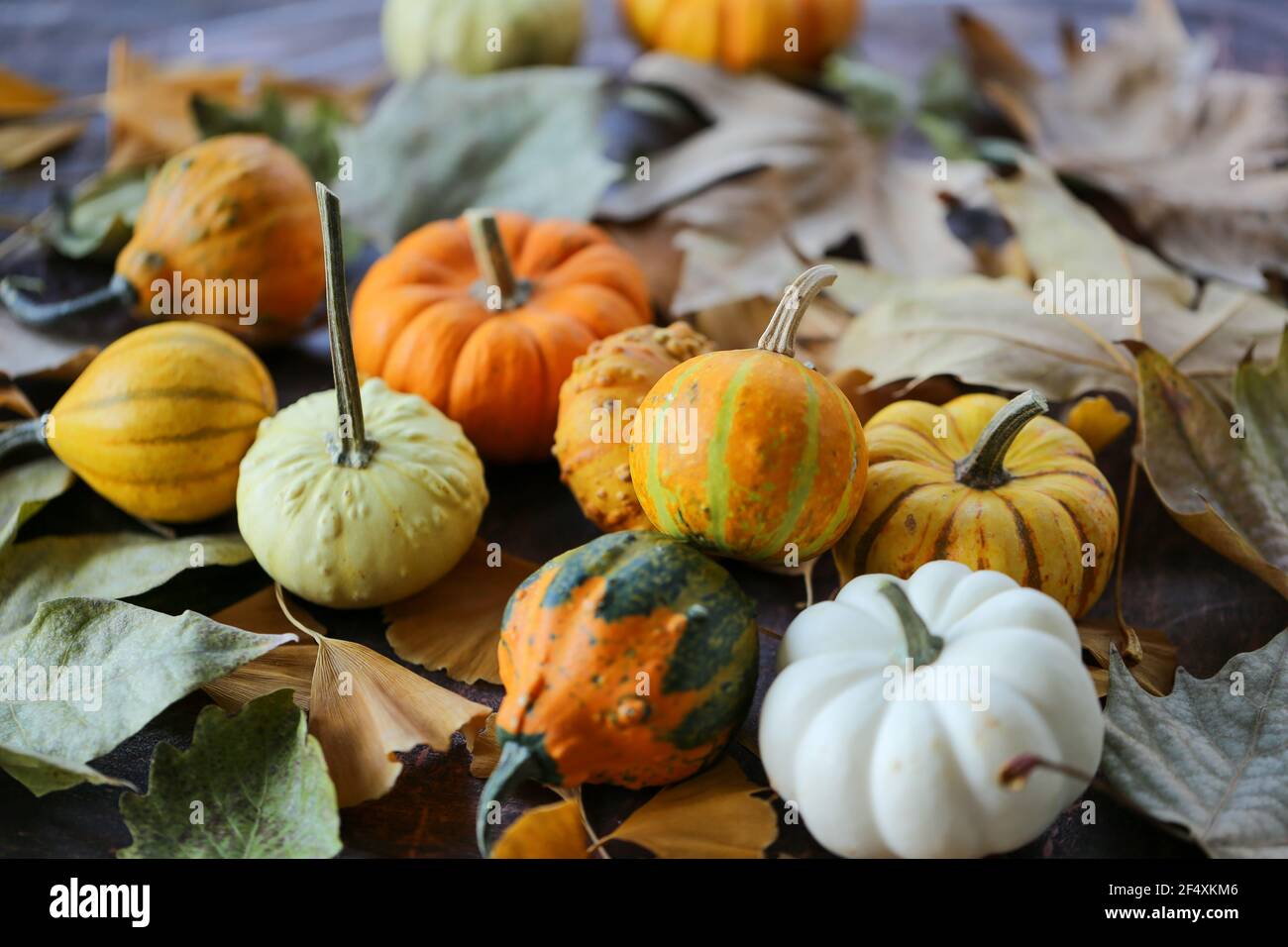 Background various pumpkins hi-res stock photography and images - Alamy