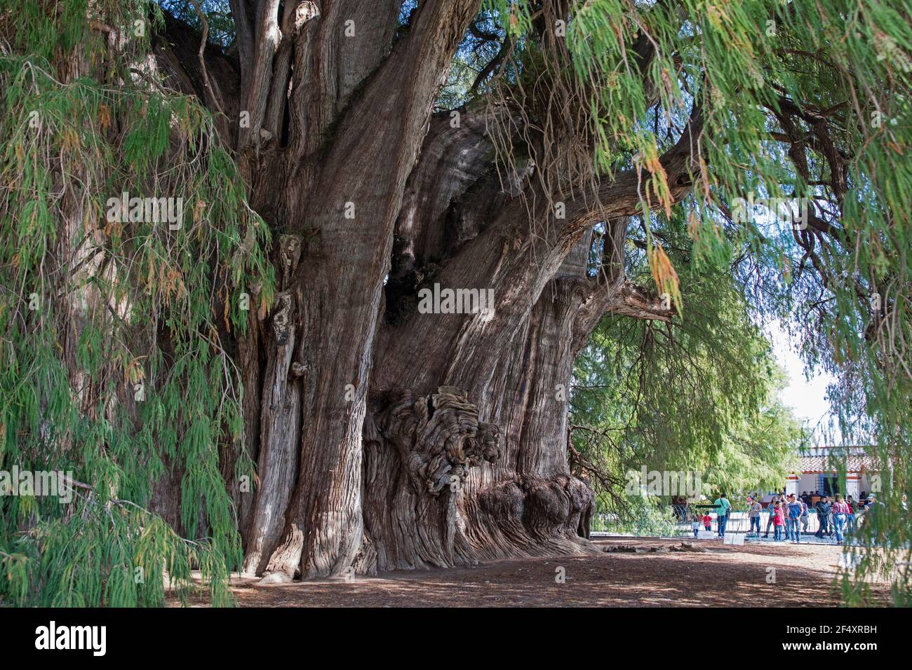 Tule Tree, 2000-year-old Montezuma cypress (Taxodium mucronatum) with the widest girth in the world (40m) at Santa María del Tule, Oaxaca, Mexico Stock Photo