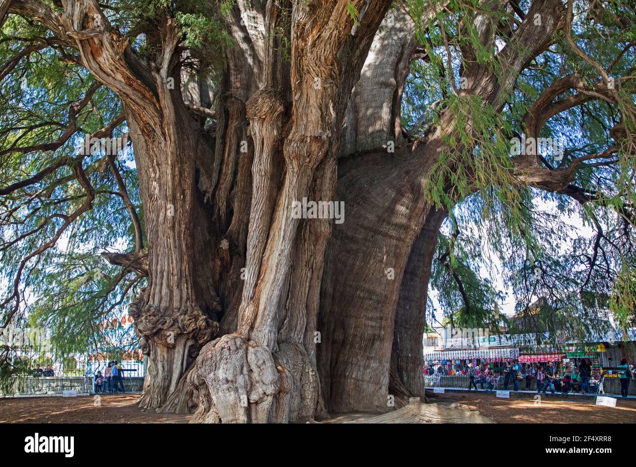 Tule Tree, 2000-year-old Montezuma cypress (Taxodium mucronatum) with the widest girth in the world (40m) at Santa María del Tule, Oaxaca, Mexico Stock Photo