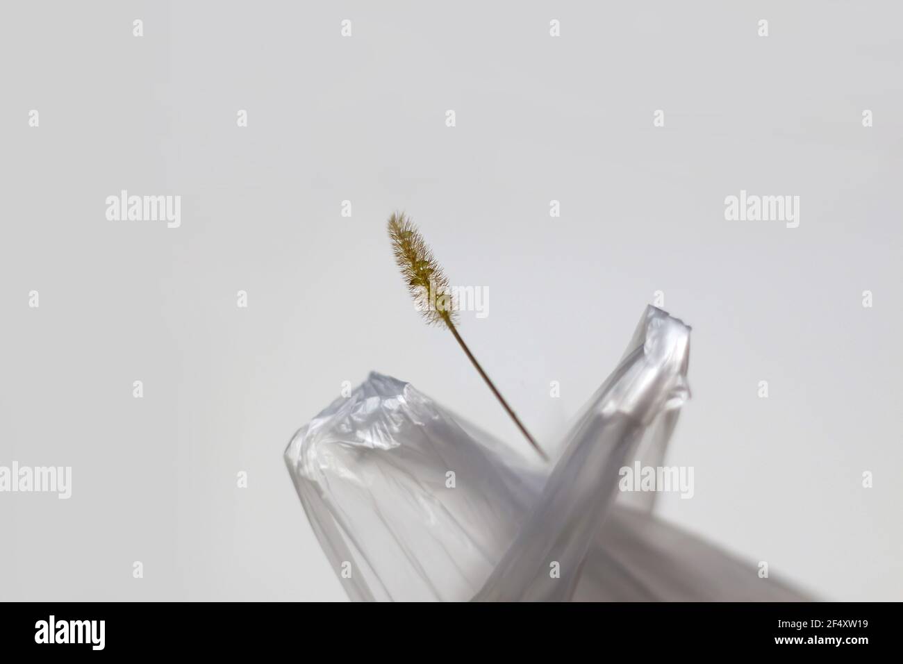 DEFOCUS. Save the planet. A dry blade of grass sticks out. Ecological problems. Blur cellophane bag handles. Minimalistic concept. Out of focus Stock Photo