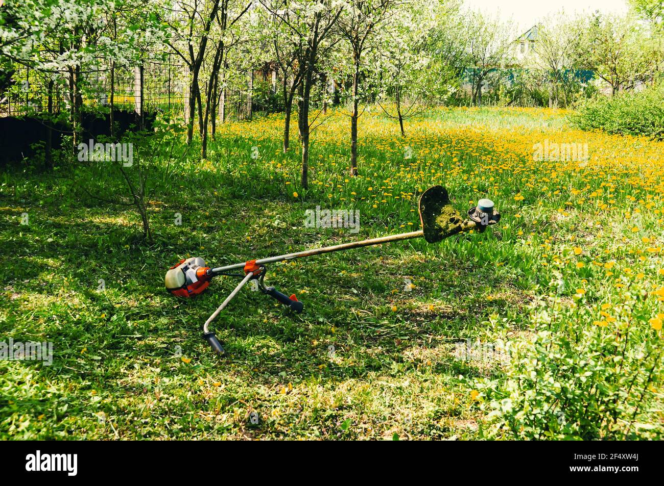 The trimmer is lying on an uncut lawn. Pruning dandelions and other weeds in the yard. an overgrown backyard clearing with a brushcutter. the concept Stock Photo