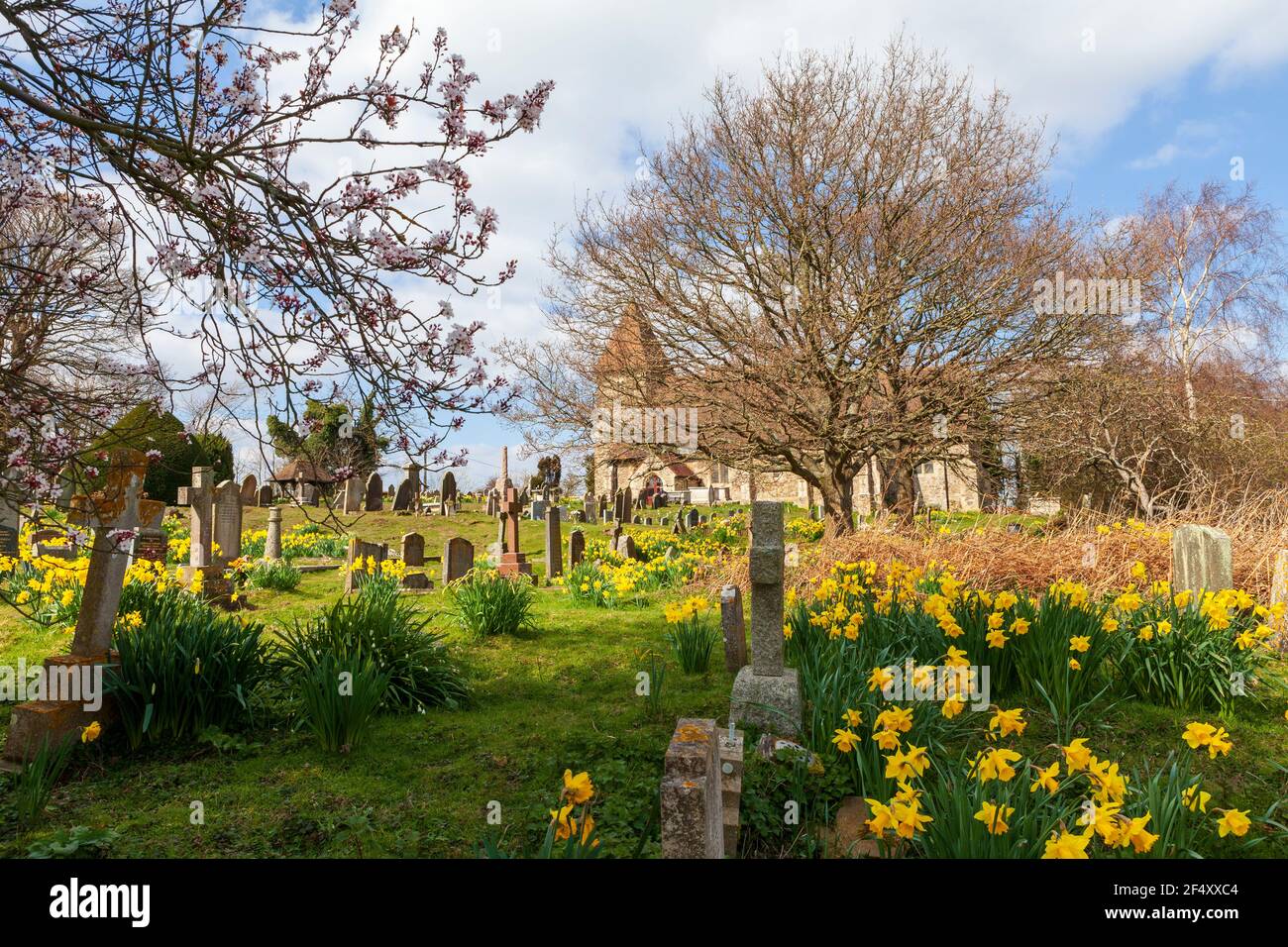 Springtime daffodils at St Laurence Church, Guestling, East Sussex, UK Stock Photo