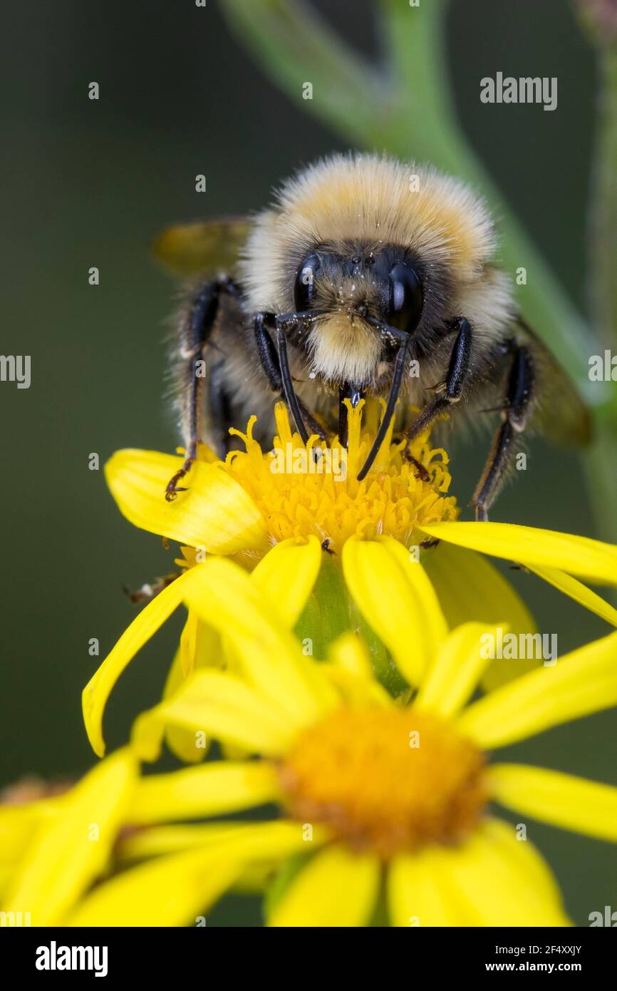 jeg er sulten Slette specifikation Bumblebees High Resolution Stock Photography and Images - Alamy