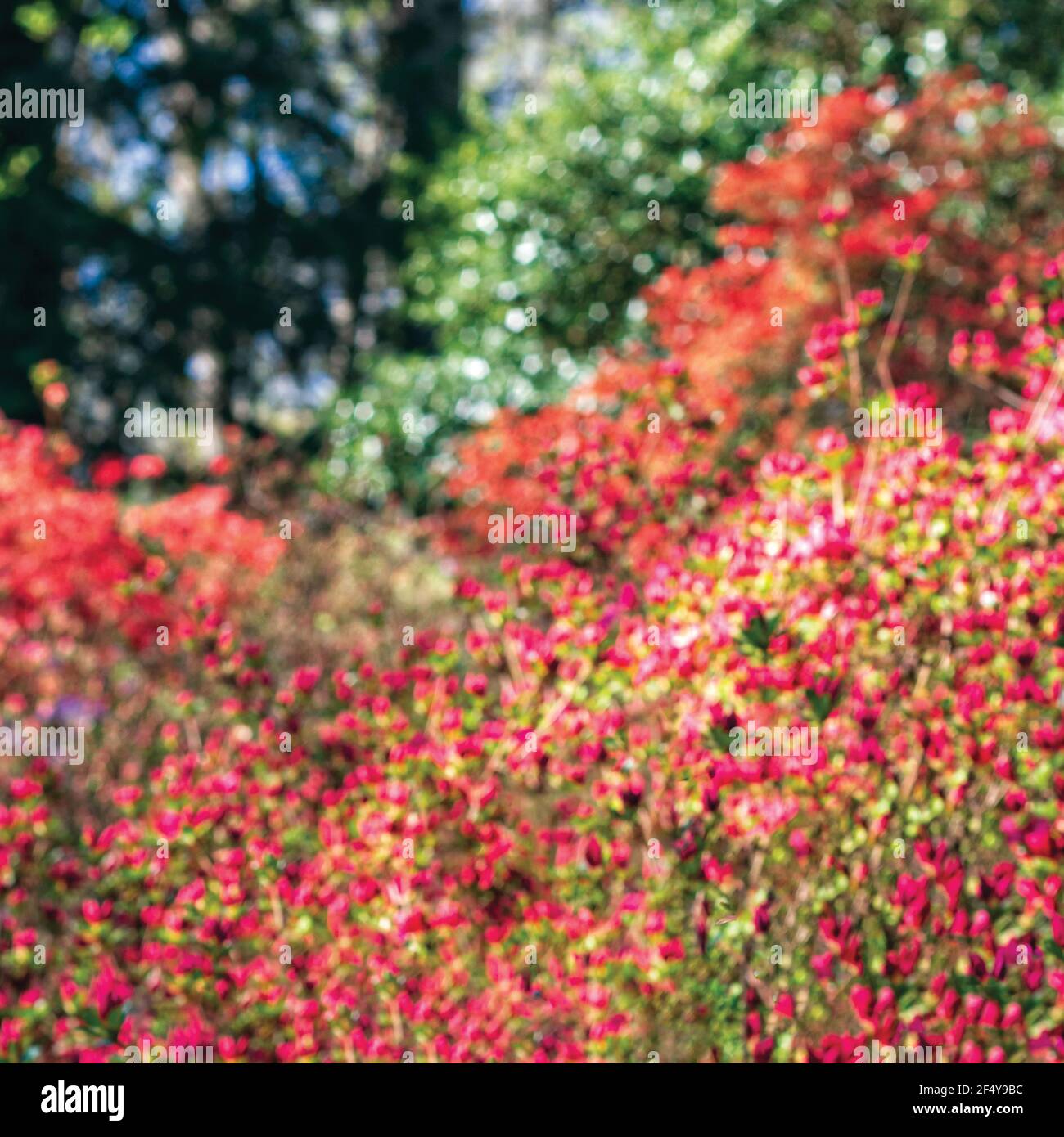Azalea bushes (Rhododendron) become impressionistic and abstract when deliberately shot out of focus. Stock Photo