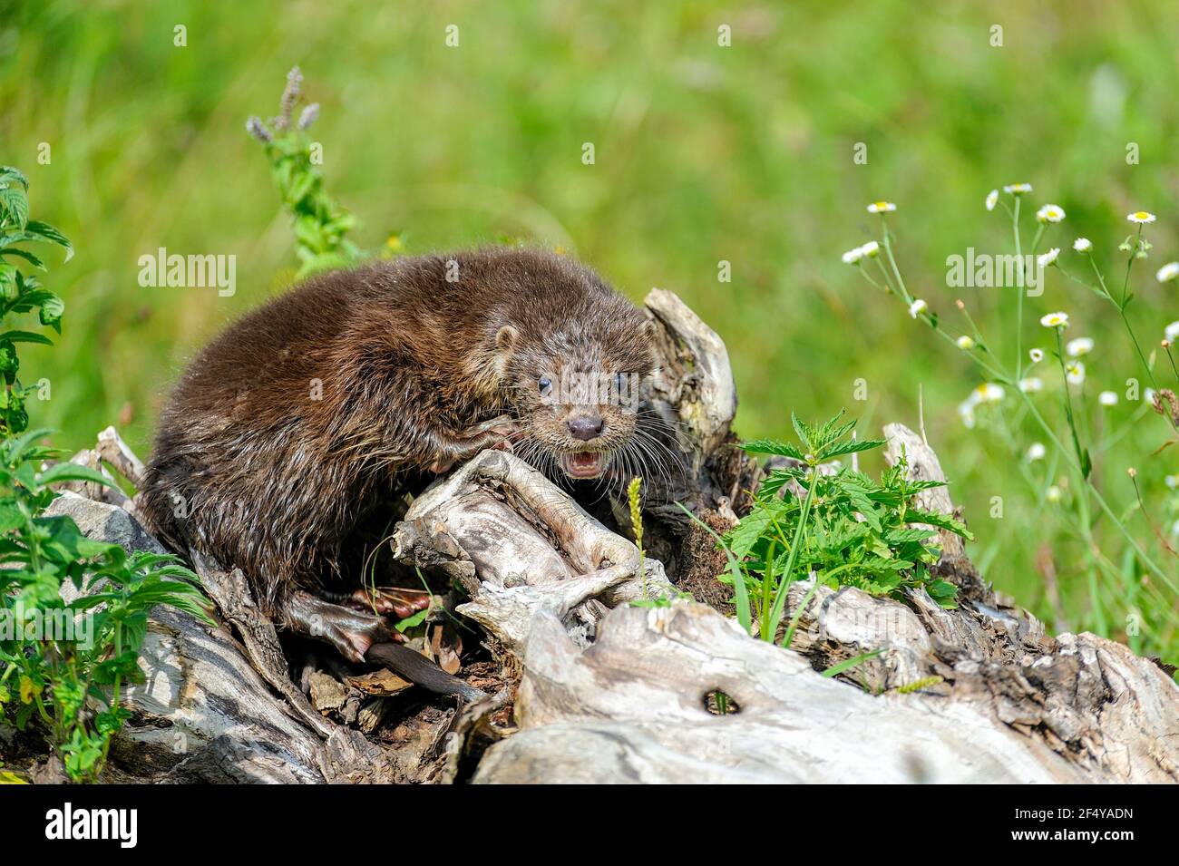 Eurasian river otter baby. Lutra lutra. Wildlife scene Stock Photo - Alamy