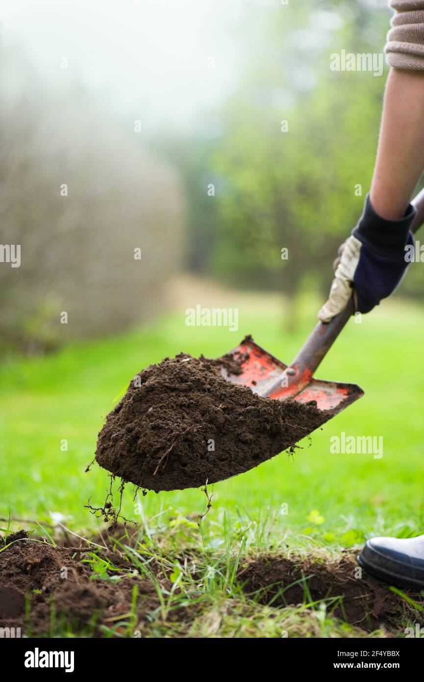 Digging in the garden. Stock Photo