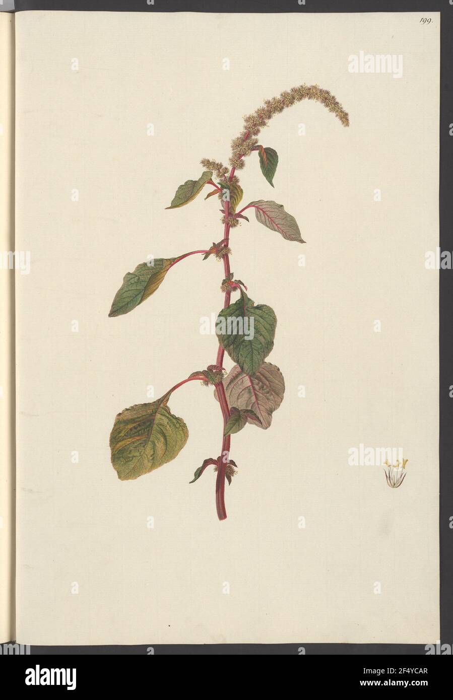 Amaranthus Gangeticus, BLATT 199 Stock Photo