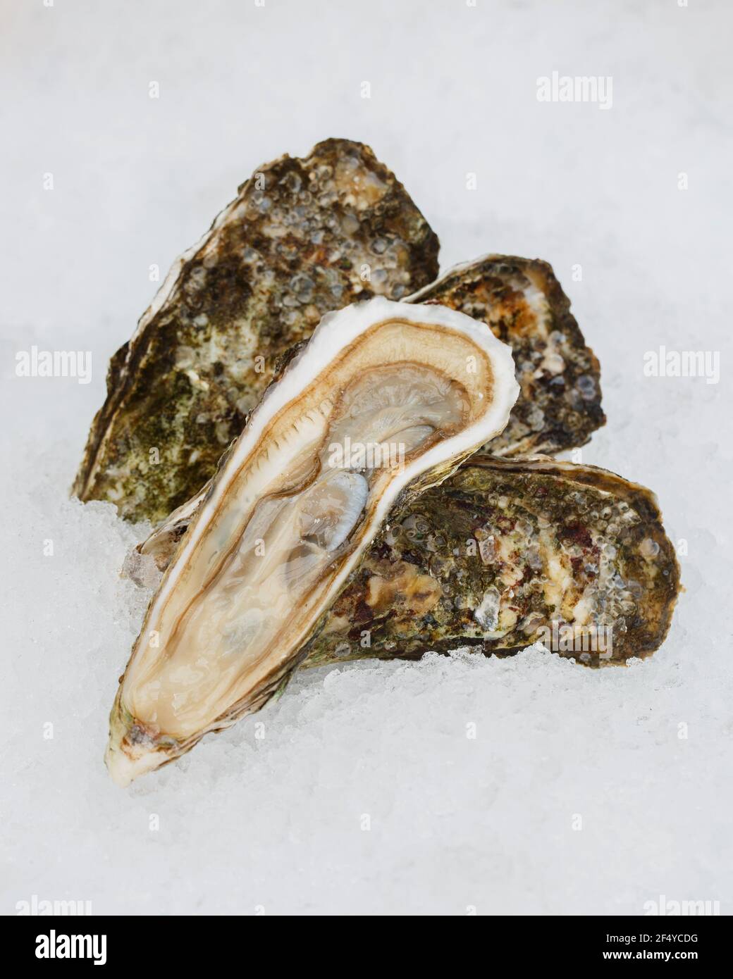 Fresh french oysters on ice at a seafood restaurant Stock Photo Alamy