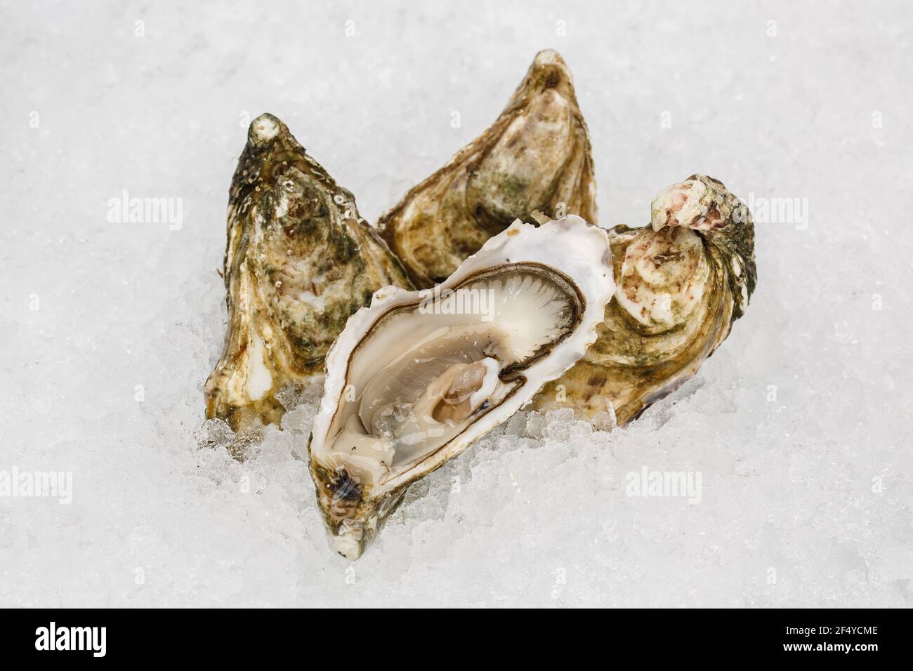 Fresh french oysters on ice at a seafood restaurant Stock Photo