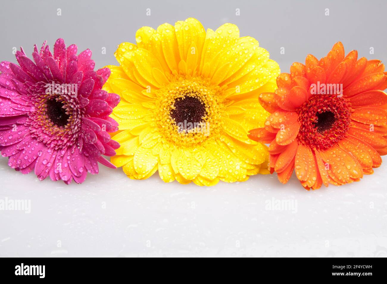 3 Vibrant colourful gerbera daisies upclose isolated on white background Stock Photo