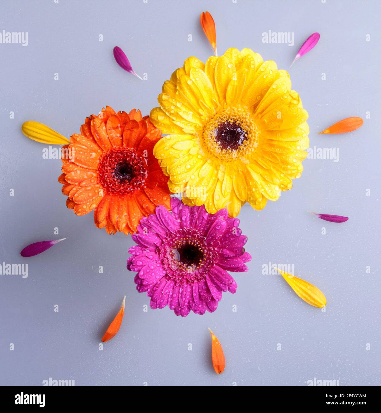 3 Vibrant colourful gerbera daisies upclose isolated on white background Stock Photo