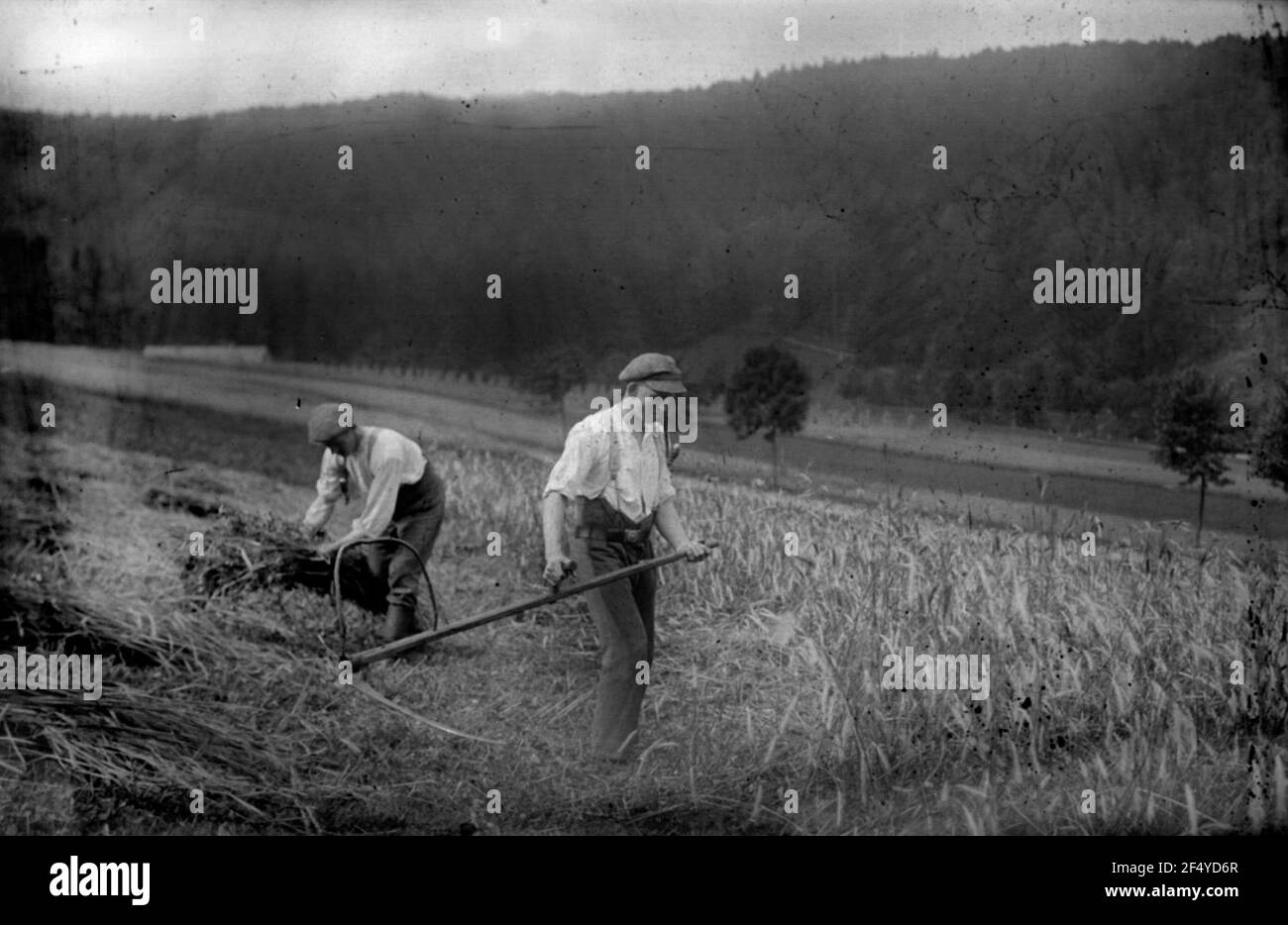 Field growing corn Black and White Stock Photos & Images - Alamy