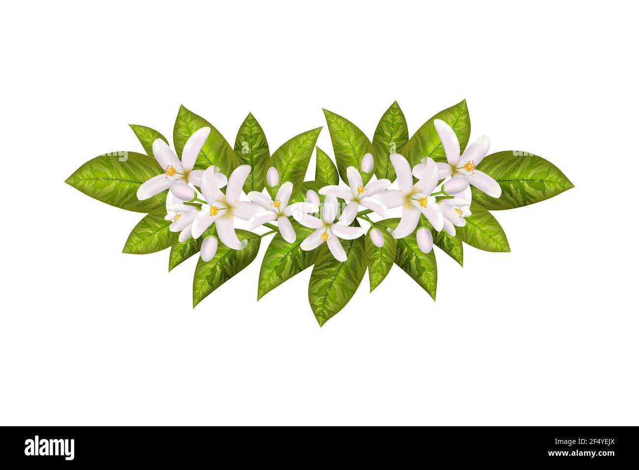 Realistic orange flowering branch, leaves, neroli flowers and bud. Perfumery and medical plant. Stock Vector