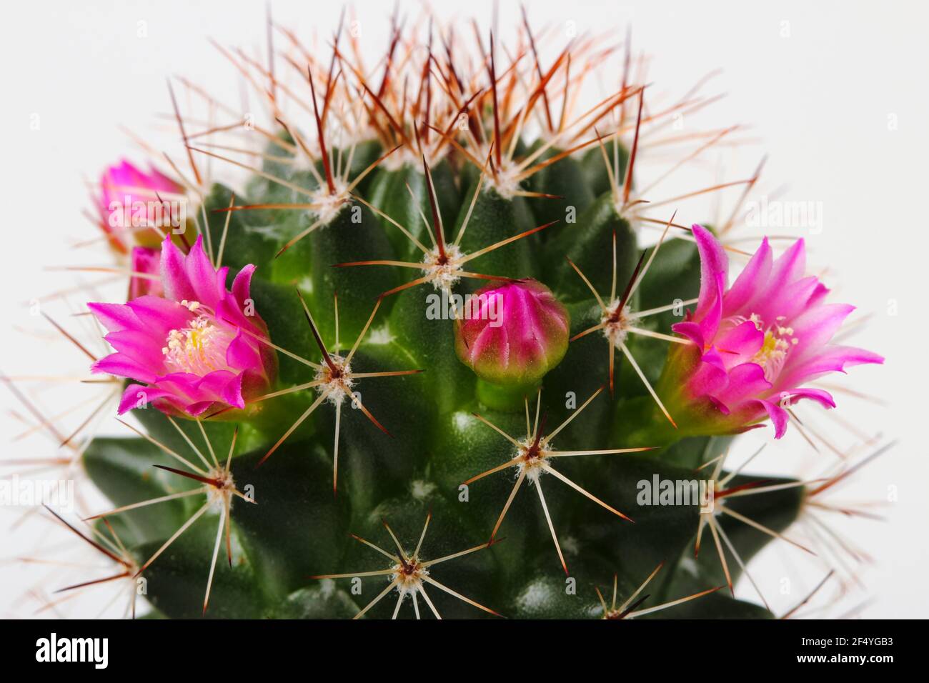 Blooming mamillaria cactus isolated on white background Stock Photo