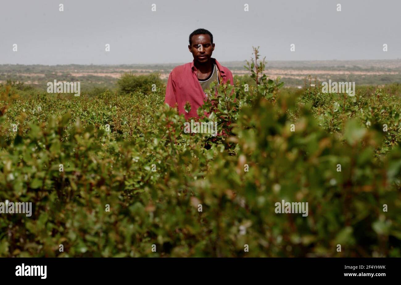 KHAT FARMERS IN THEIR FIELDS IN THE GEBILUI DISTRICT OF SOMALILAND.1/7/05 TOM PILSTON Stock Photo