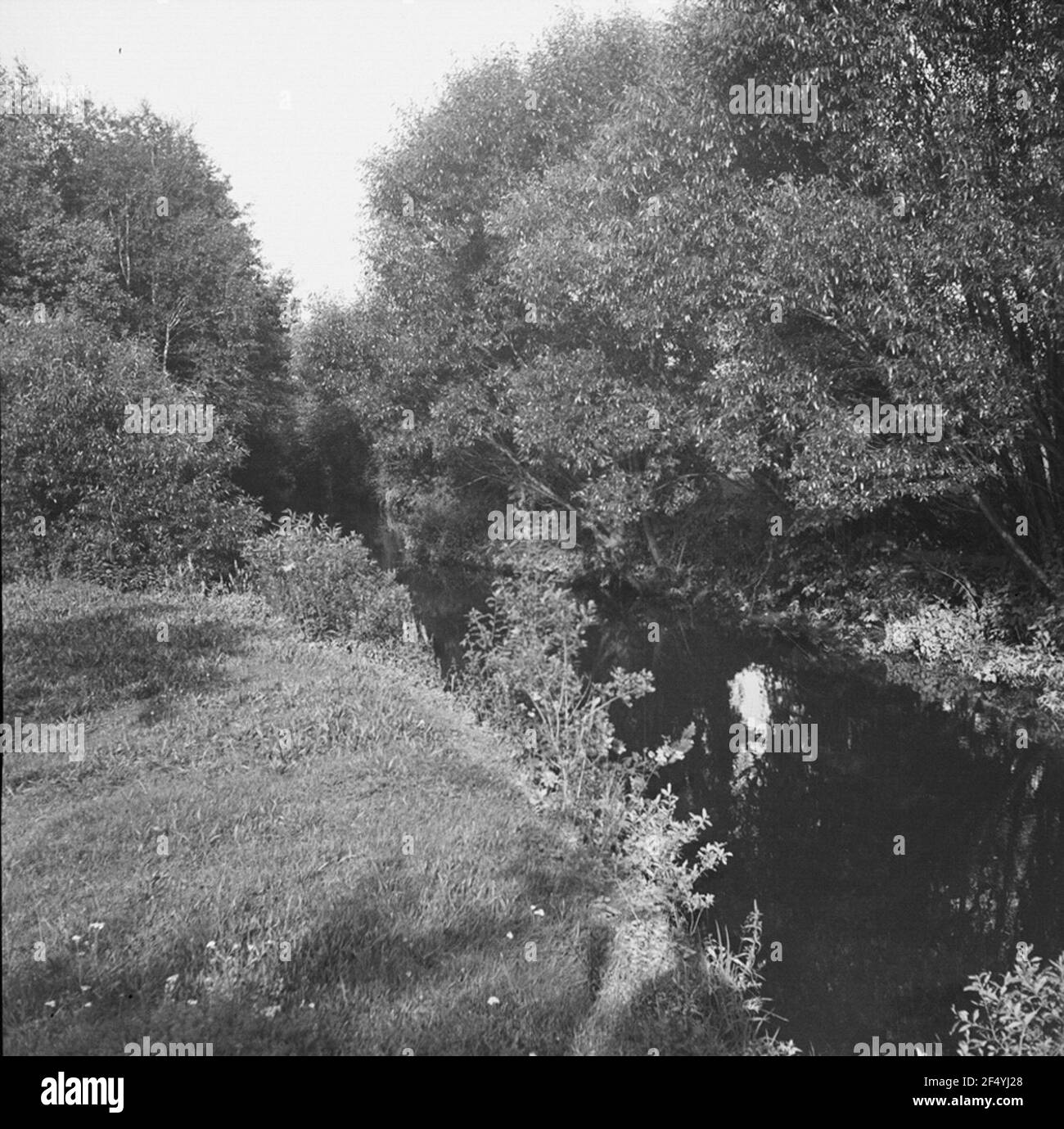 Plant habitats river Black and White Stock Photos & Images - Alamy