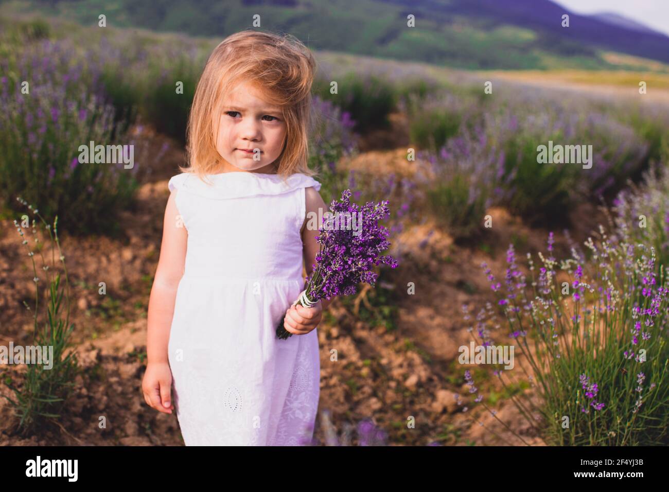 Lavender as a means of pacifying the child Stock Photo - Alamy