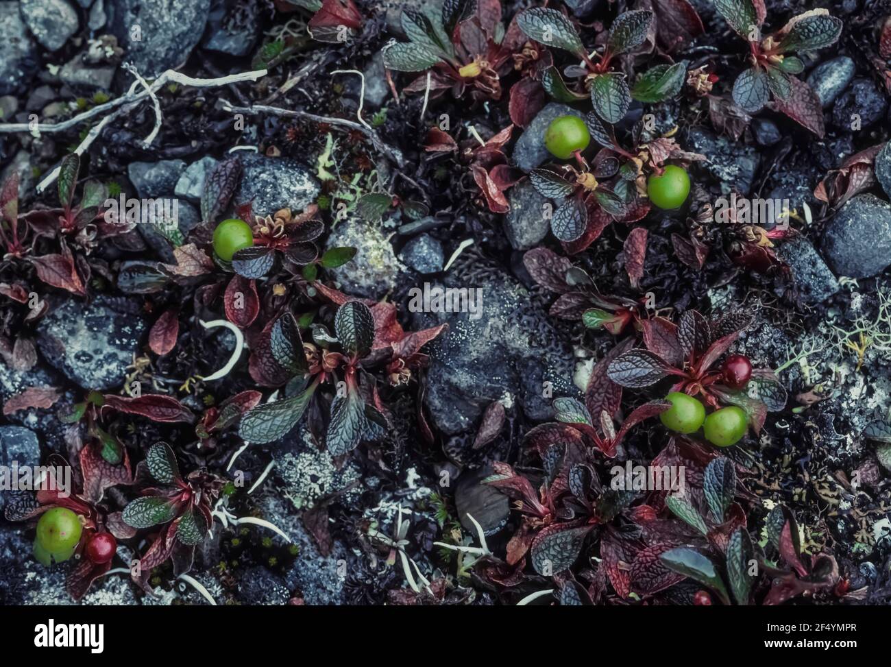 Alpine Bearberry, Arctous alpina, leaves and berries on the arctic tundra of Gates of the Arctic National Park, Brooks Range, Alaska, USA Stock Photo