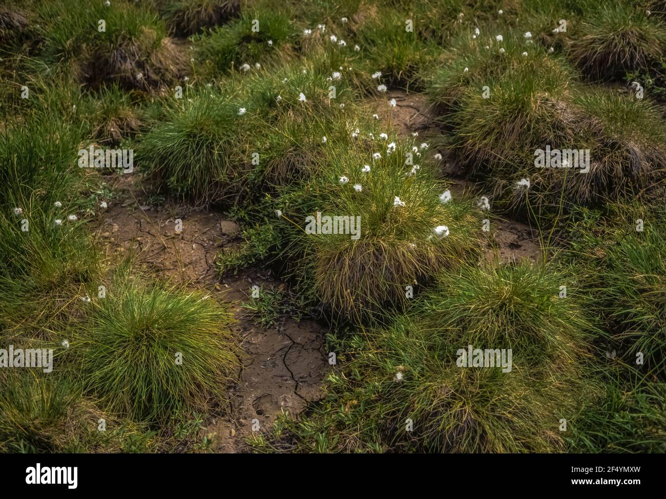 Cottongrass, Eriophorum sp., forming tussocks that are unstable for