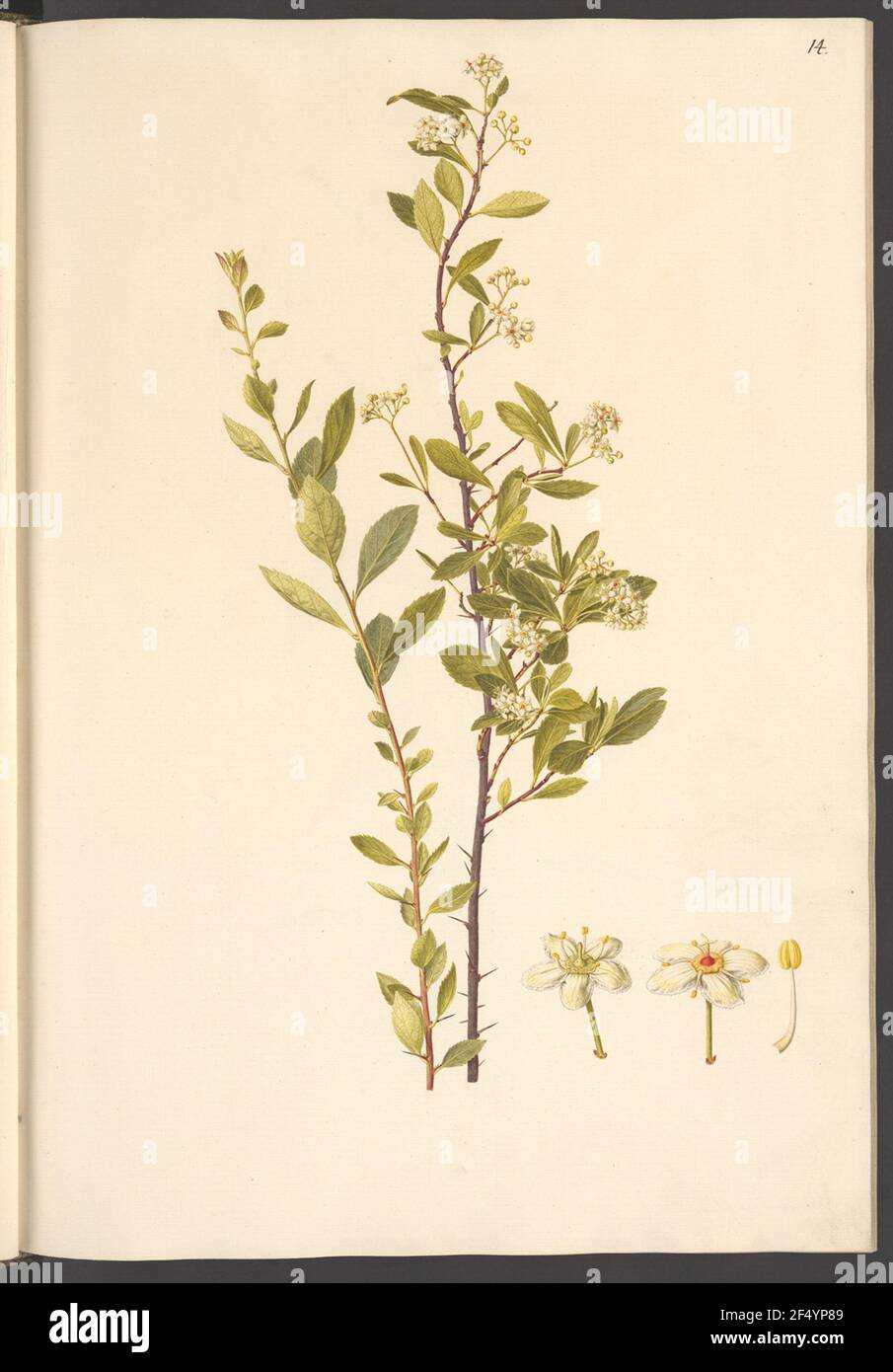 Celastrus buxifolius, Blatt 14 Stock Photo